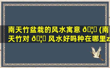 南天竹盆栽的风水寓意 🦆 (南天竹对 🦟 风水好吗种在哪里zui
合适)